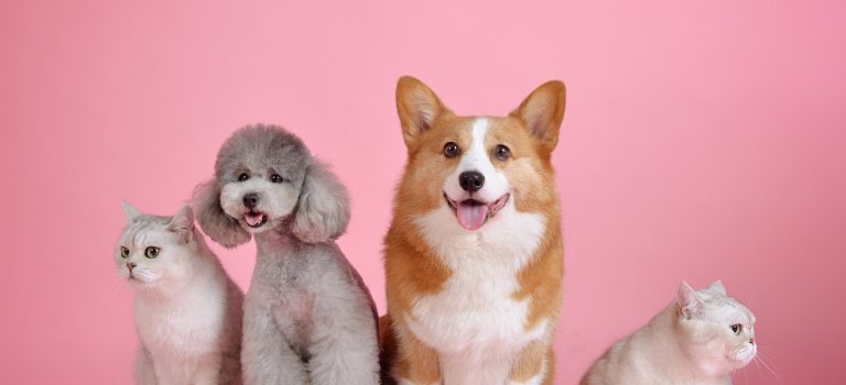 Prompting lernen wie ein Spiel: Mit Karten zur Prompt Literacy